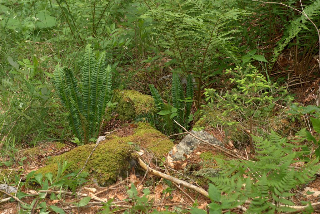 Polysticum lonchitis / felce lonchite